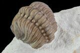 Detailed Lochovella (Reedops) Trilobite - Oklahoma #68632-1